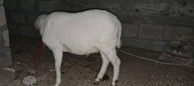 Dumba Khara Breed 2026 Qurbani