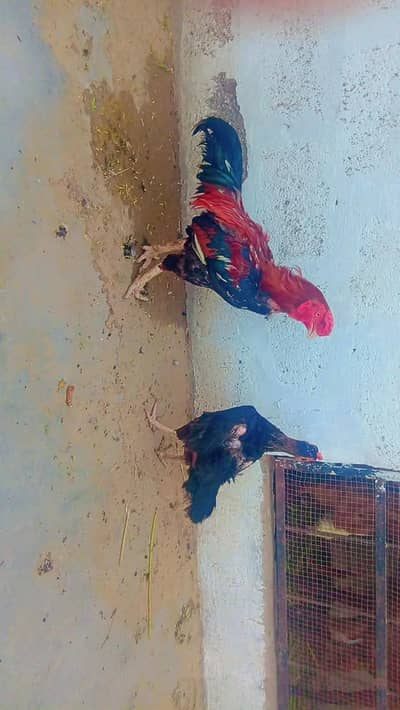 aseel mianwali pair urgent sale