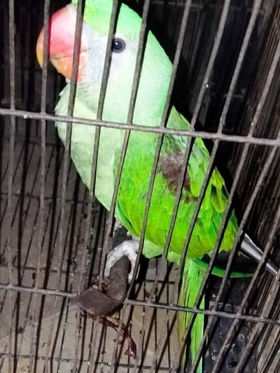 Raw parrot