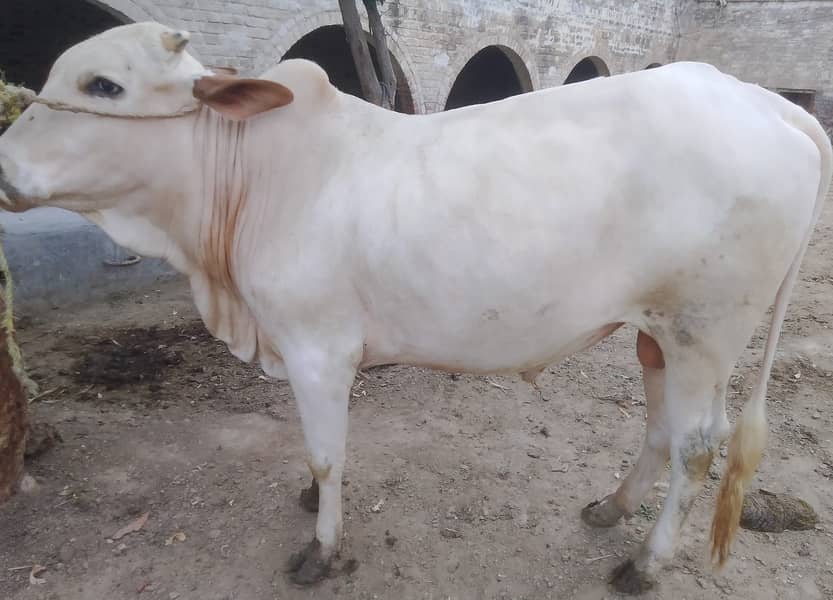 3-bachry for Eid 2026 0