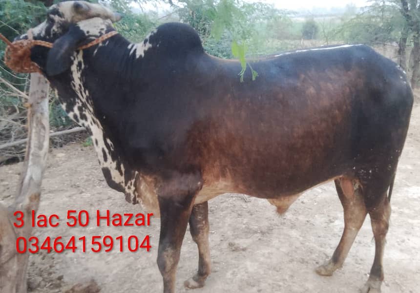 3-bachry for Eid 2026 1