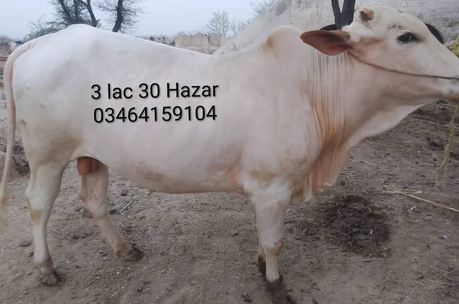 3-bachry for Eid 2026 2