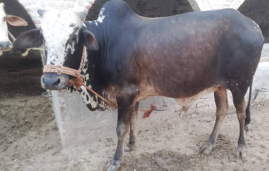 3-bachry for Eid 2026 3