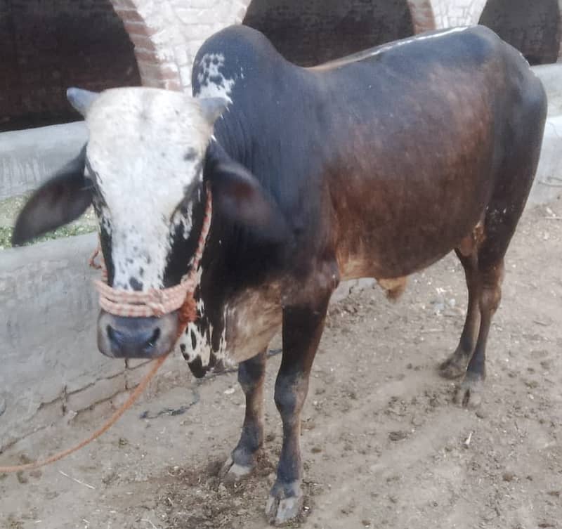 3-bachry for Eid 2026 4