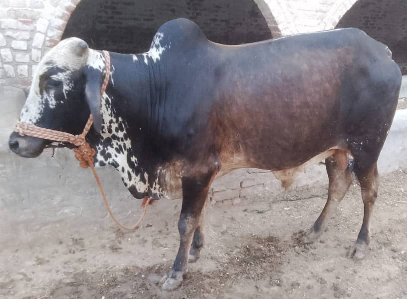 3-bachry for Eid 2026 5