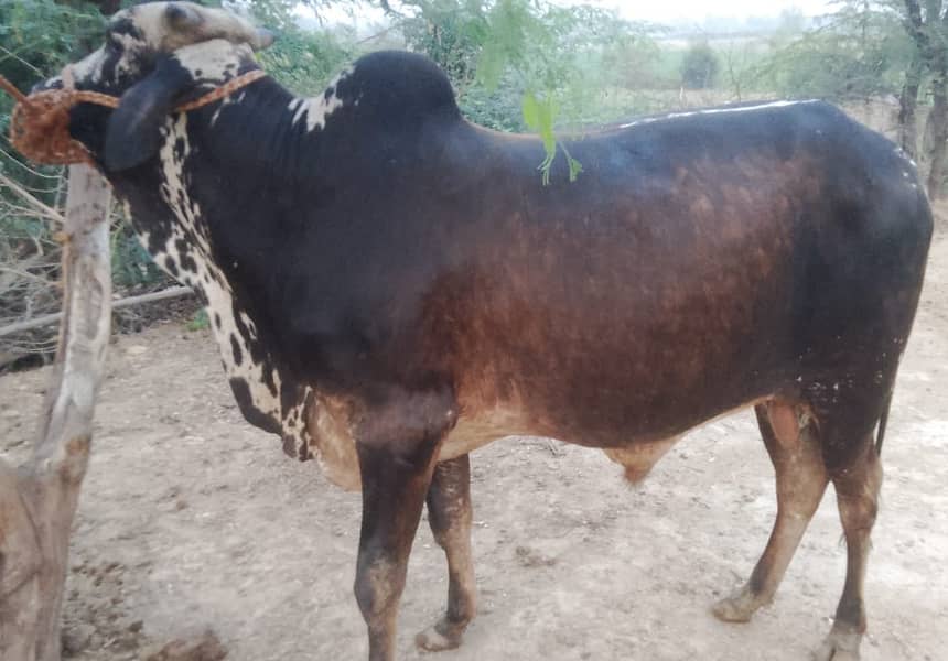 3-bachry for Eid 2026 7