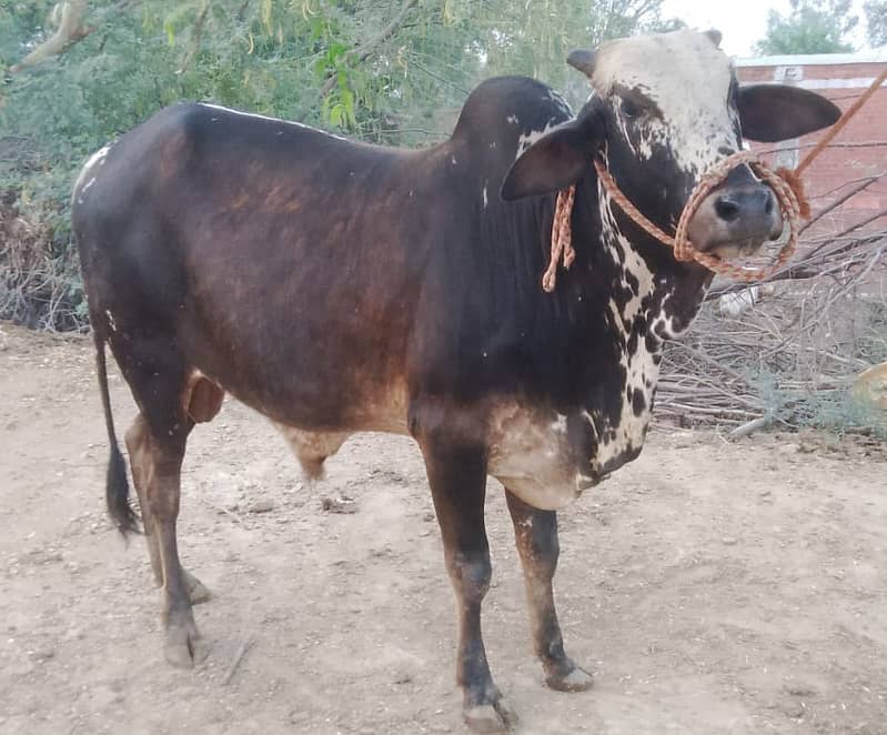 3-bachry for Eid 2026 8