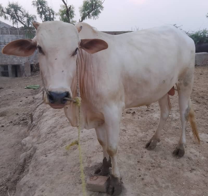 3-bachry for Eid 2026 10