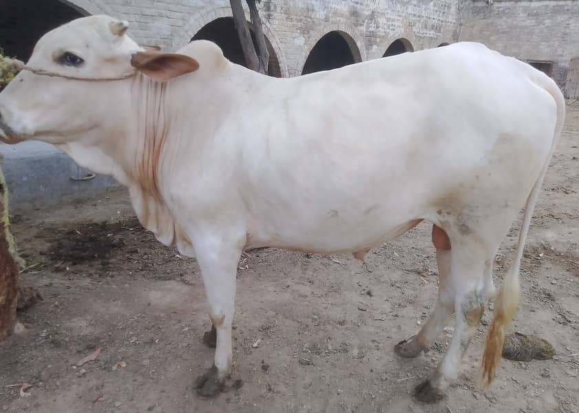3-bachry for Eid 2026 11