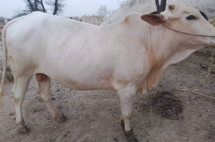 3-bachry for Eid 2026 12