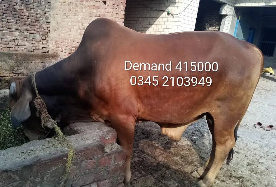 3-bachry for Eid 2026 13