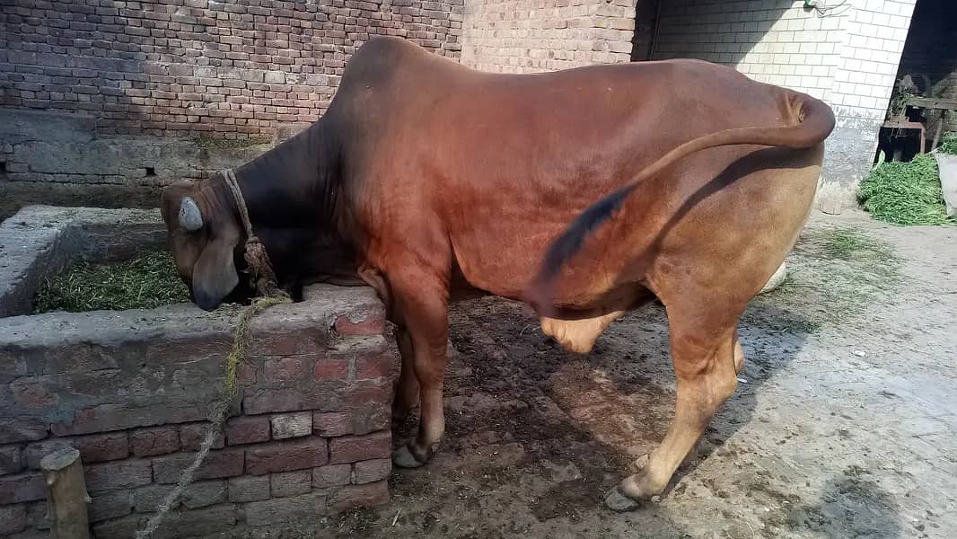 3-bachry for Eid 2026 14