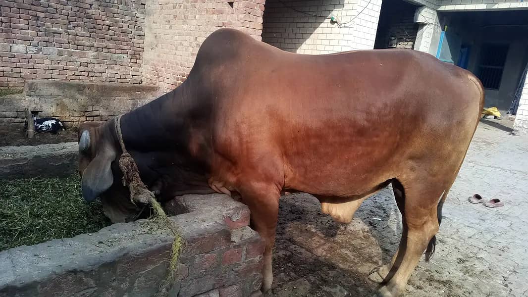 3-bachry for Eid 2026 16