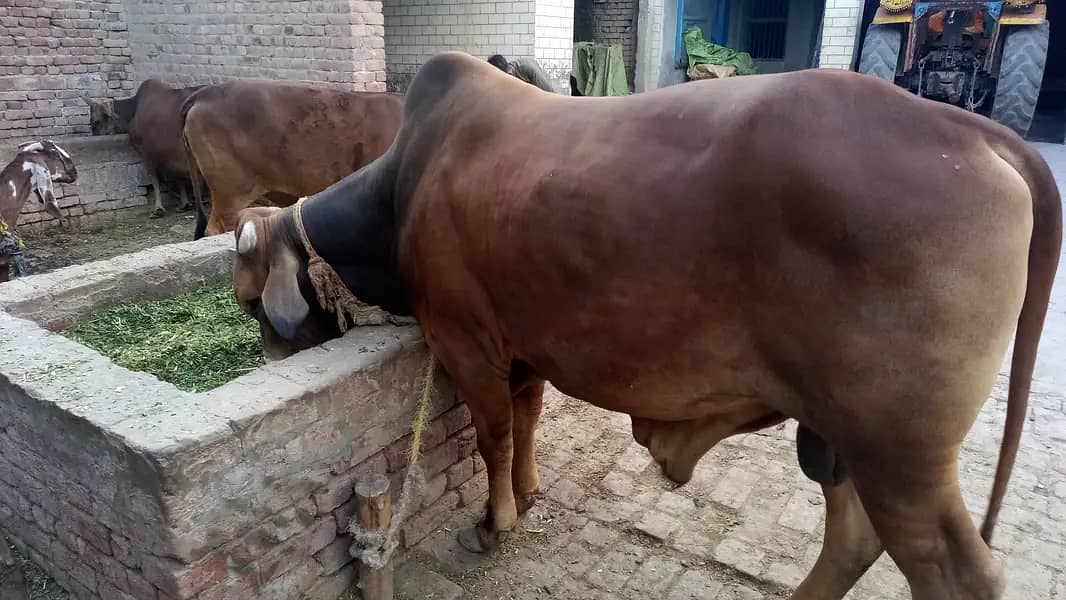 3-bachry for Eid 2026 17