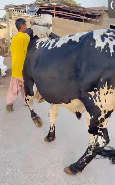 Cow For Sale