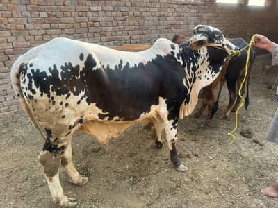 Qurbani Bull