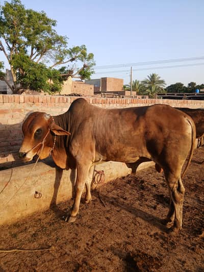 Desi Bull for qurbani