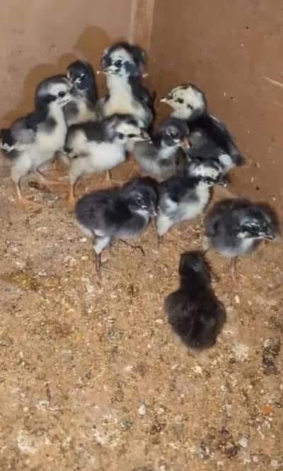 Thai pokoye Chicks