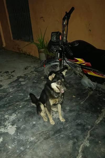Alsatian cross male dog