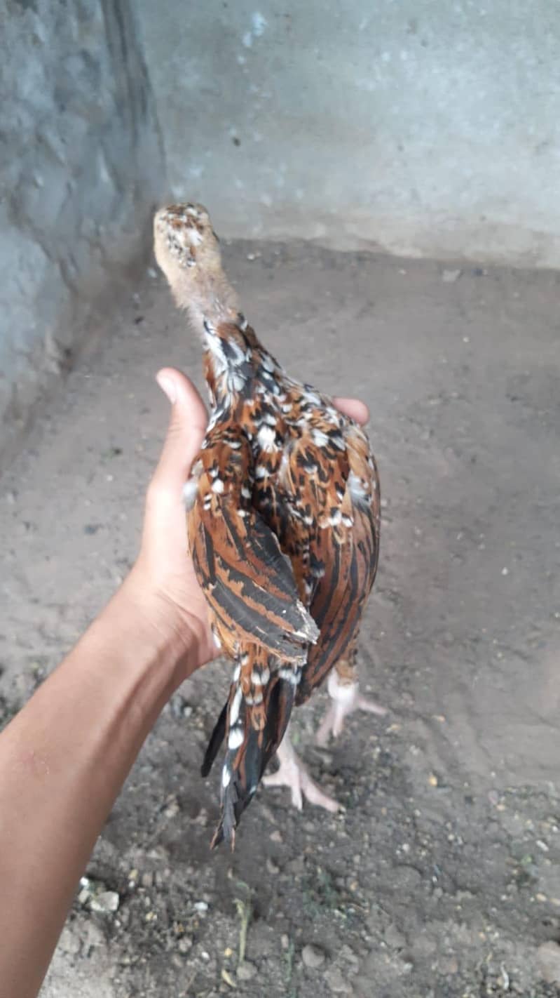 Aseel Chicks 1