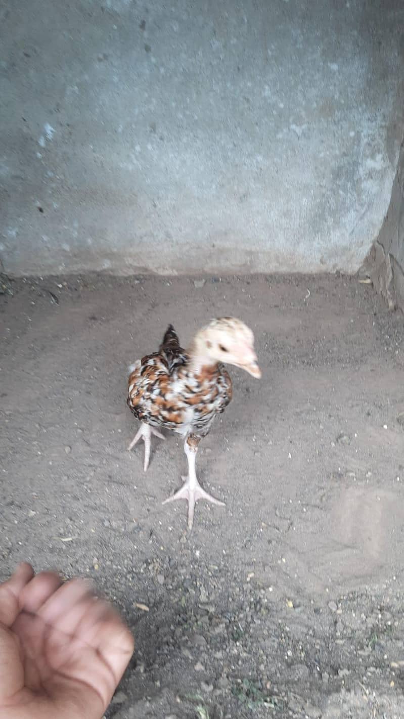 Aseel Chicks 2