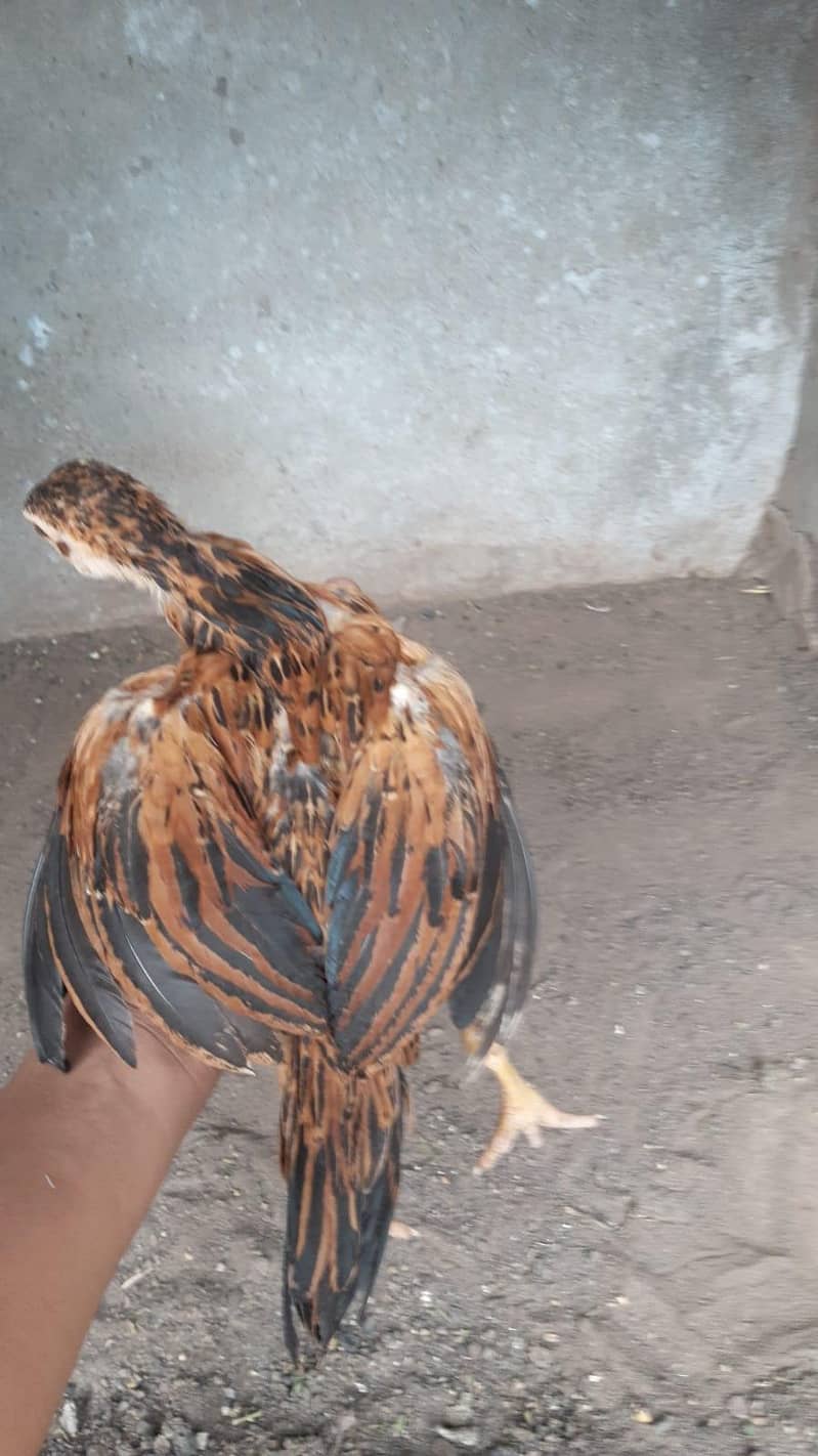 Aseel Chicks 4