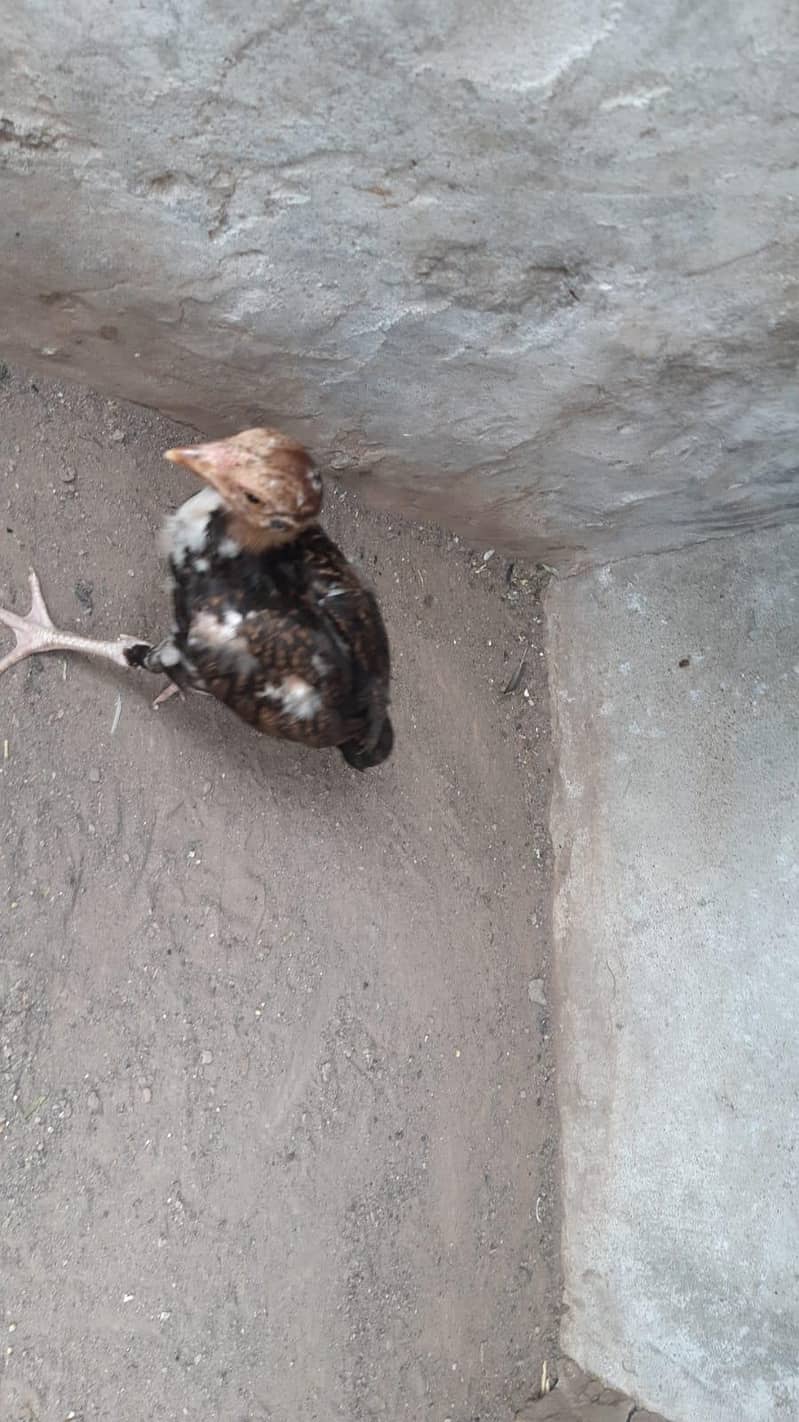 Aseel Chicks 5