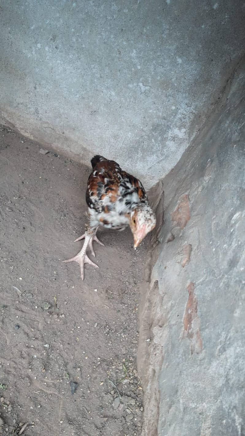 Aseel Chicks 6