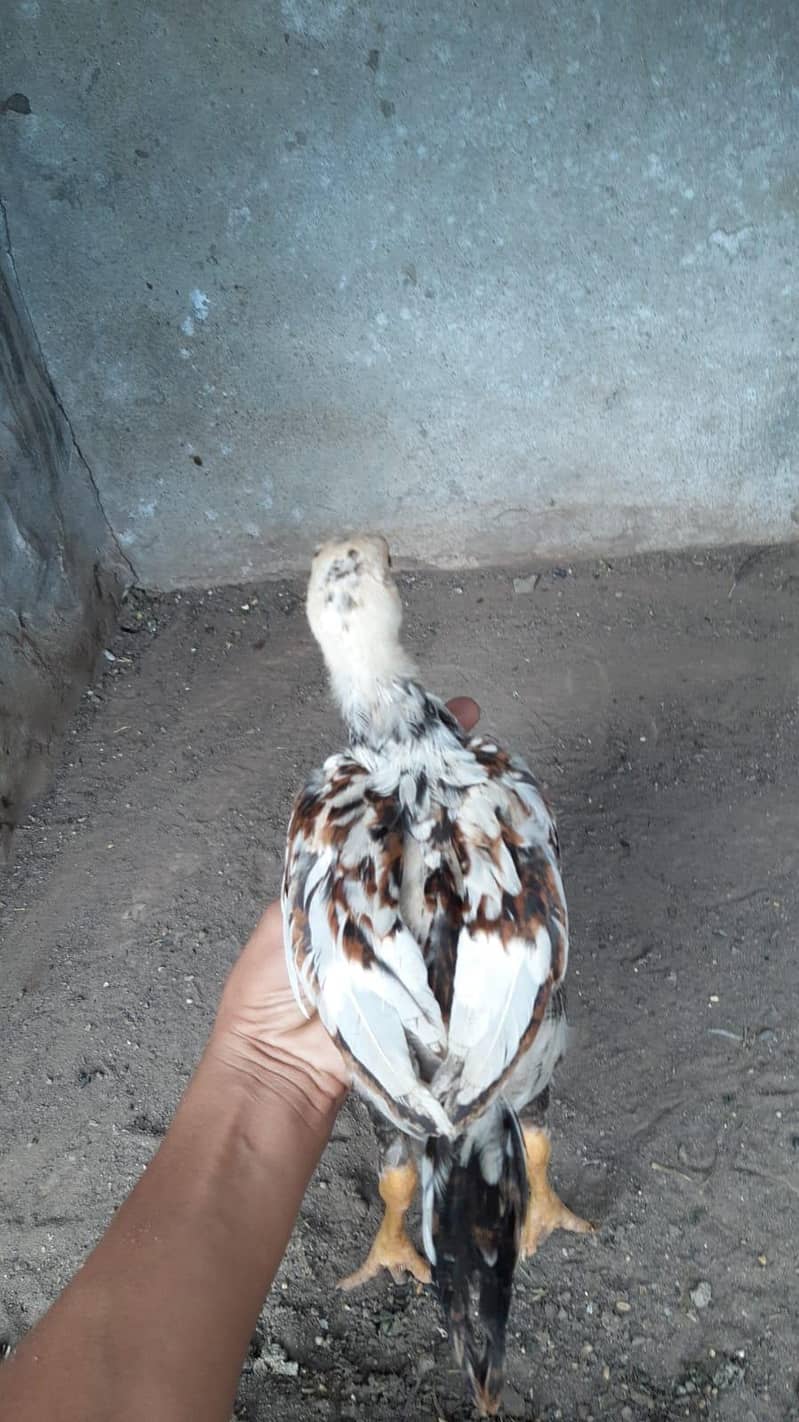 Aseel Chicks 7