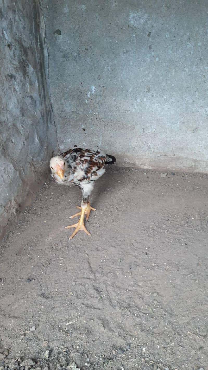 Aseel Chicks 8