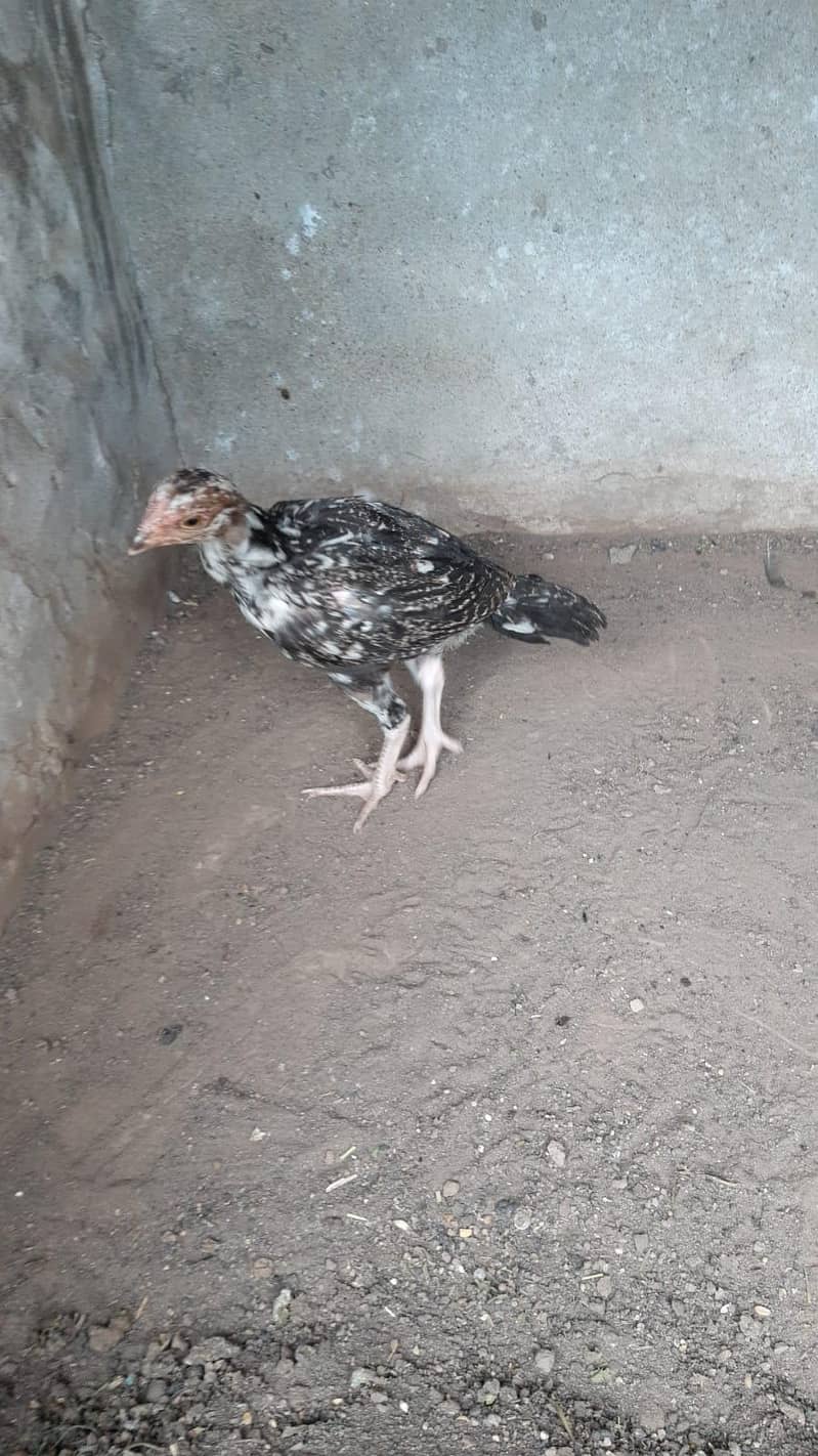 Aseel Chicks 9