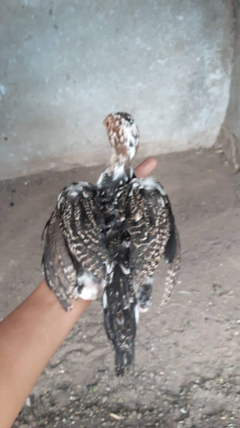 Aseel Chicks 10