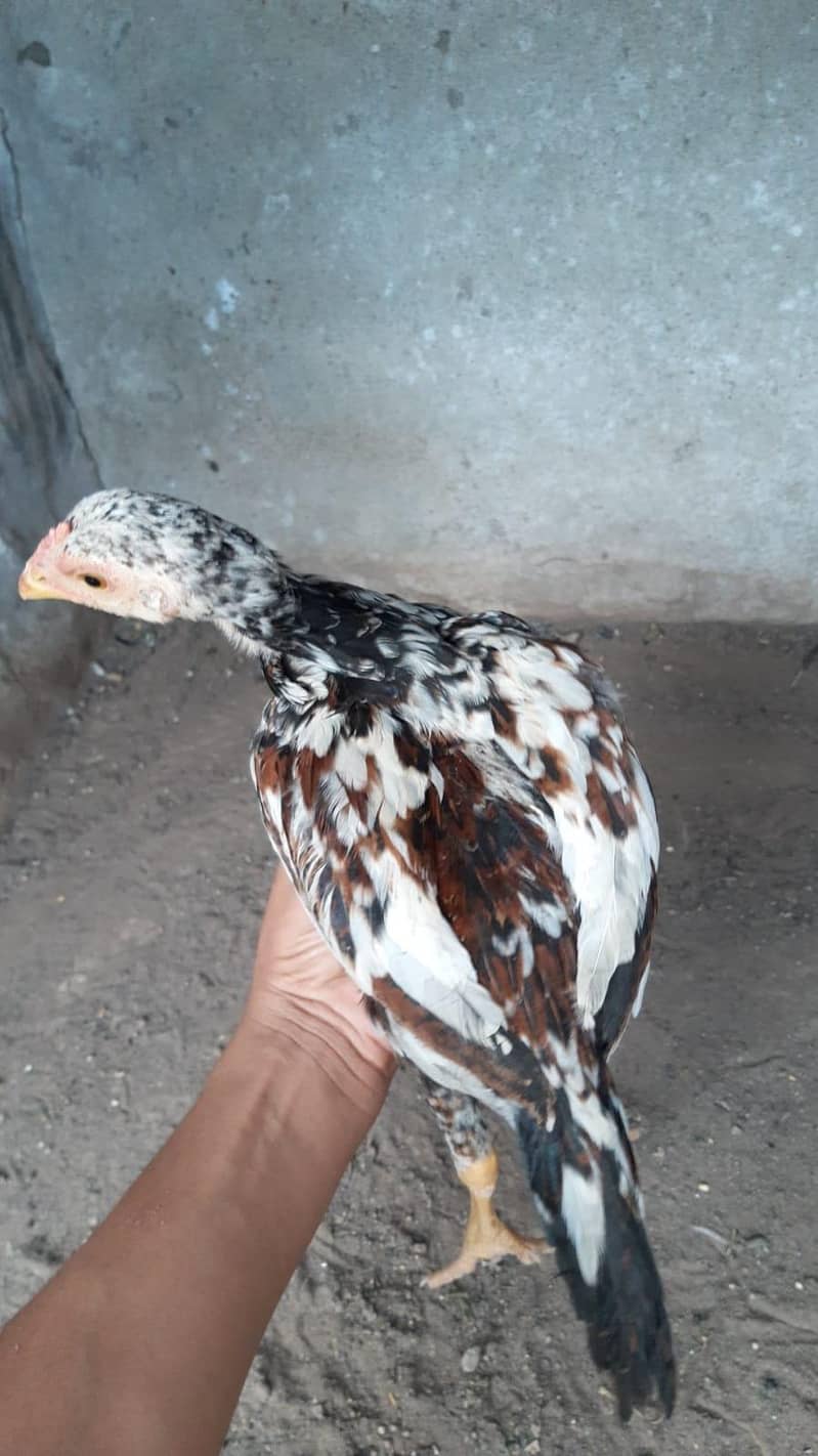 Aseel Chicks 11