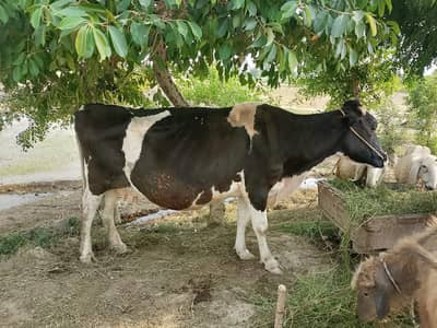 Cow for sale