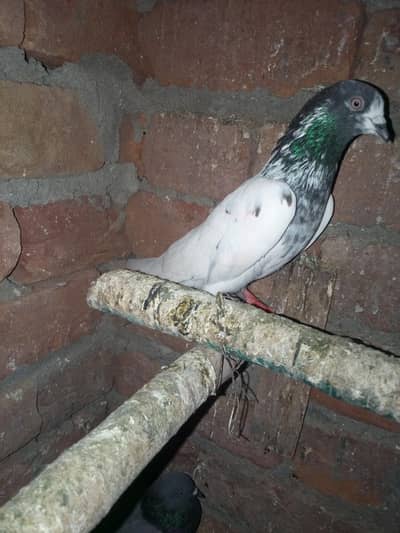 5 kabotar for sale  03105074582