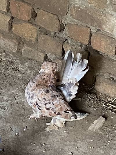 FAINTAIL ALMOND BREEDER FEMALE FORSALE 03115733578WhatsApp