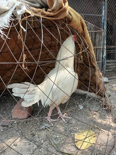 white mianwali aseel male