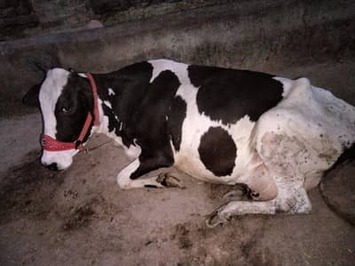 1. tazi soi cow pechy pacha 6 din ki soi ha details Whatsapp
