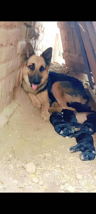 German shepherd 6 puppies for sale. whats app 03037781315