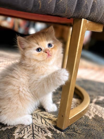 Pure Persian Triple Coat Kittens | 45 Days | Fluffy