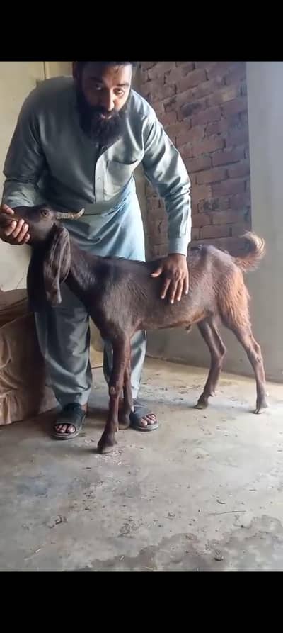 Fresh 2 Daant Khassi Qurbani Bakra (25kg live weight) Fully Active