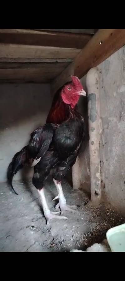 LAKHA MURGA HIGH QUALITY