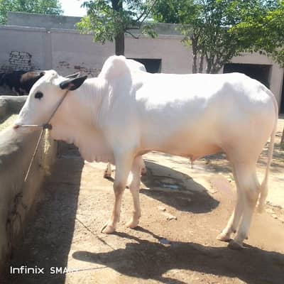 Qurbani ka janwar