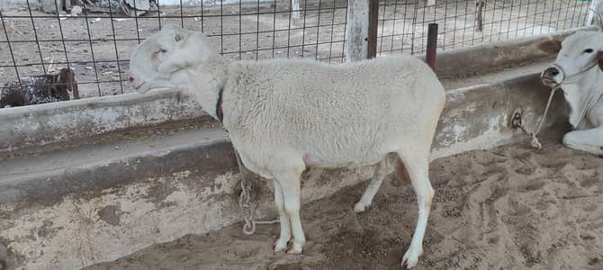 dumba for sale live weight 85 - 90  kg almost