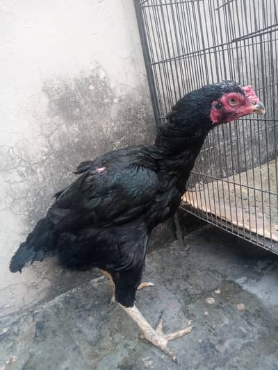 Breeder Hen