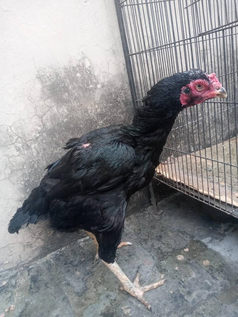 Breeder Hen 0