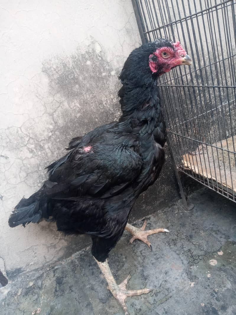 Breeder Hen 1