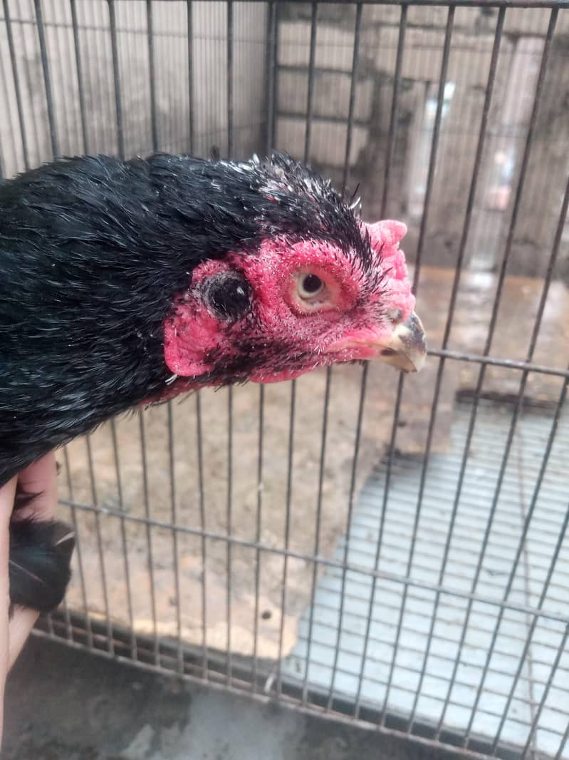 Breeder Hen 2