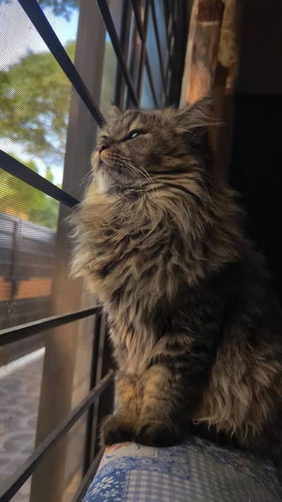 Triple Coated Persian Cat , playful and loviing, litter trained