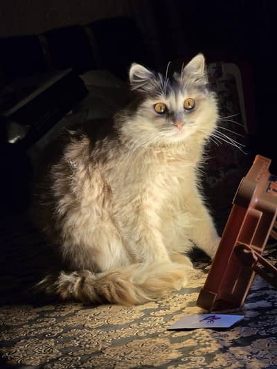 Persian triple coat